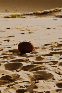 Close-up of shell on beach