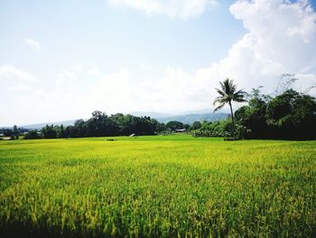 Scenic view of agricultural field against sky