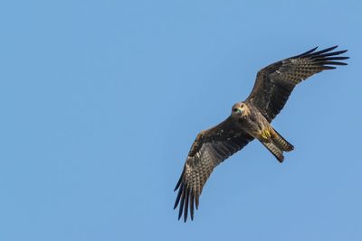 Low angle view of kite flying against clear sky