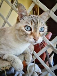 Close-up portrait of tabby cat