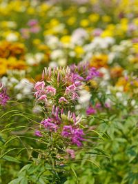 Close-up of purple flowering plants on field