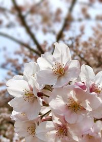 Close-up of white flowers on branch