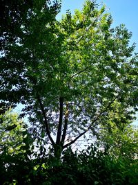 Low angle view of trees against sky