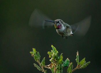 Close-up of bird flying