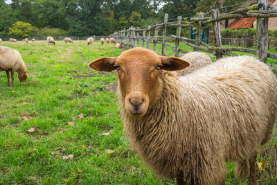 Sheep in a field