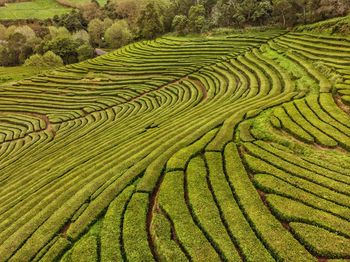 High angle view of agricultural field