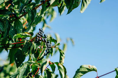 Chokeberry on a branch. black berries of chokeberry