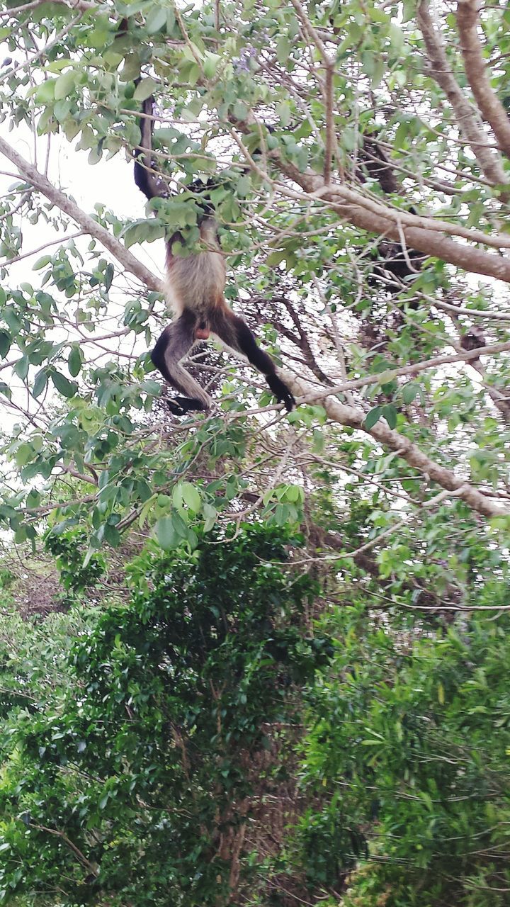 animal themes, tree, one animal, branch, mammal, low angle view, animals in the wild, wildlife, growth, full length, nature, tree trunk, leaf, sitting, day, outdoors, no people, forest, green color, pets