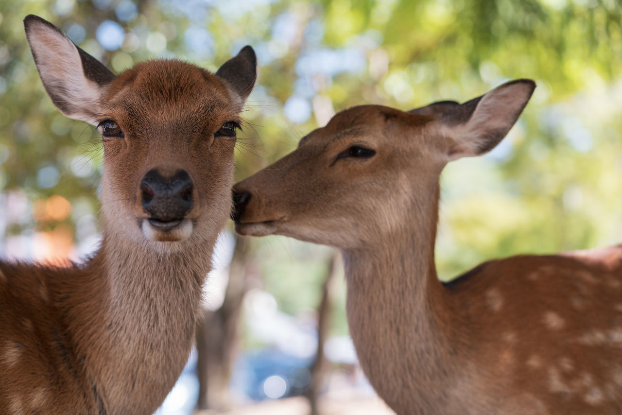 Close-up of deer