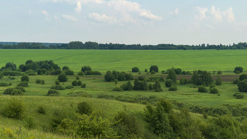 Scenic view of agricultural field against sky