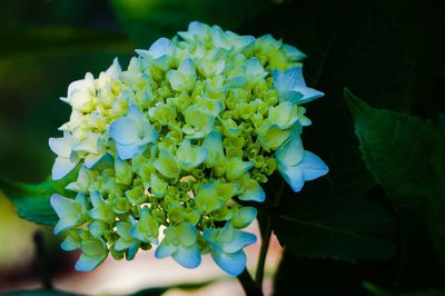 Close-up of flowers