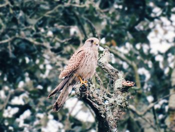 Close-up of eagle perching on tree