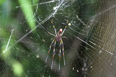 Spider on web