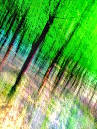 Full frame shot of green leaves