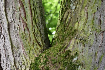 Close-up of moss growing on tree trunk