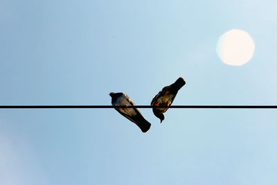 Low angle view of bird perching on cable against sky