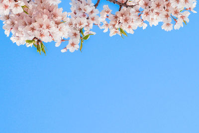 Low angle view of cherry blossoms against blue sky