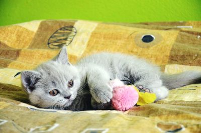 Close-up portrait of cat