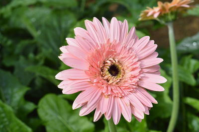Close-up of bee pollinating on pink flower