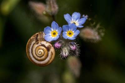 Close-up of snail on plant