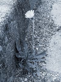 Close-up of dandelion flower