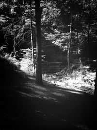 Scenic view of river in forest