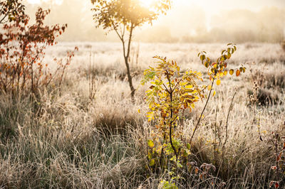 Plants growing on field with frost