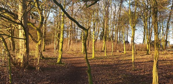 Trees growing in forest