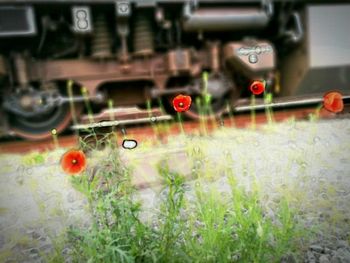 Close-up of red wall