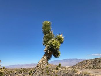 Cactus growing in desert against clear blue sky