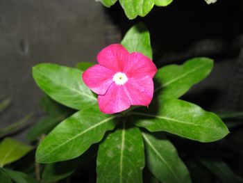 Close-up of pink flower blooming outdoors