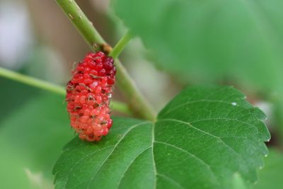 Close-up of strawberry on plant