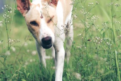 Close-up of dog on field