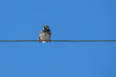 Low angle view of bird perching on cable