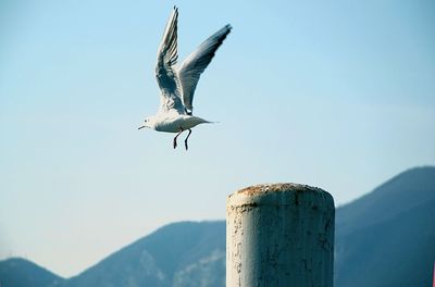 Low angle view of bird flying against clear sky