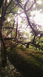 Trees growing in sunlight