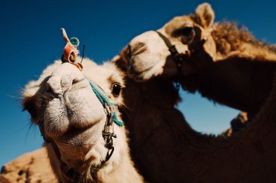 View of a camels. camels kissing