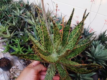 Close-up of hand holding plant