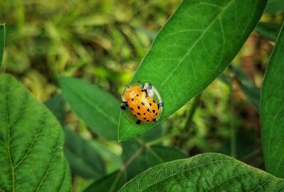 Close-up of butterfly on leaf