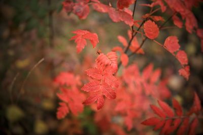 Close-up of red maple leaves on plant