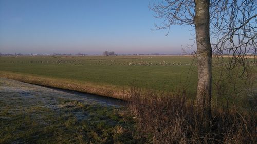 Scenic view of agricultural field against sky