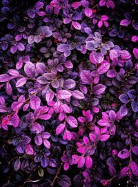 Full frame shot of pink flowering plant