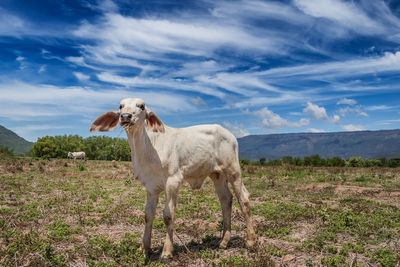 Horse standing on field against sky