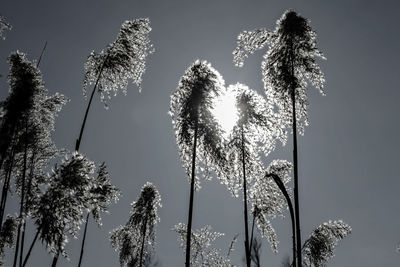 Low angle view of plants against sky