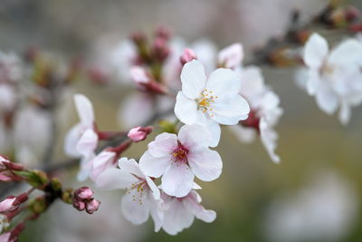 Close-up of cherry blossoms