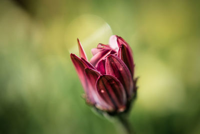 Close-up of pink flower bud