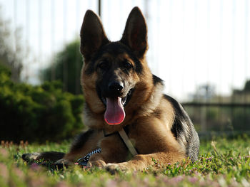 Portrait of dog in grass