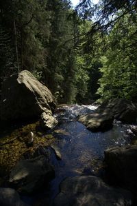 Stream flowing through rocks in forest