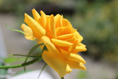 Close-up of yellow rose flower