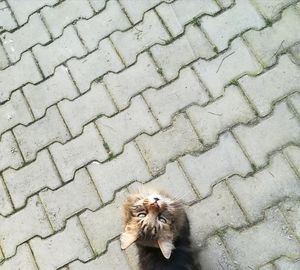 High angle view of cat on cobblestone